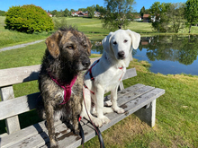 SIX, Hund, Maremma Abruzzenhund-Mix in Innernzell - Bild 5