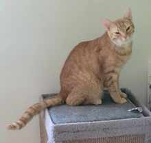 GINGER, Katze, Europäisch Kurzhaar in Alsbach-Hähnlein