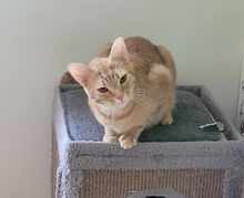 GINGER, Katze, Europäisch Kurzhaar in Alsbach-Hähnlein - Bild 2