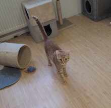 GINGER, Katze, Europäisch Kurzhaar in Alsbach-Hähnlein - Bild 3