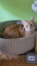 GINGER, Katze, Europäisch Kurzhaar in Alsbach-Hähnlein - Bild 4