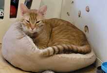 GINGER, Katze, Europäisch Kurzhaar in Alsbach-Hähnlein - Bild 5