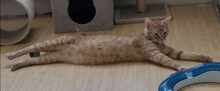 GINGER, Katze, Europäisch Kurzhaar in Alsbach-Hähnlein - Bild 6