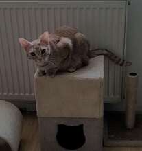 GINGER, Katze, Europäisch Kurzhaar in Alsbach-Hähnlein - Bild 7