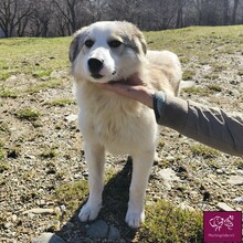 LOWA, Hund, Herdenschutzhund in Rumänien - Bild 1
