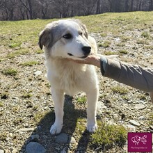 LOWA, Hund, Herdenschutzhund in Rumänien - Bild 2