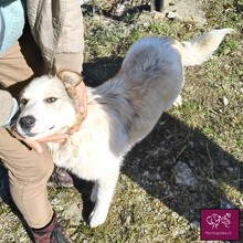 LOWA, Hund, Herdenschutzhund in Rumänien - Bild 3