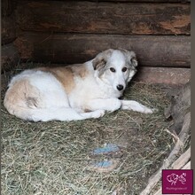 LOWA, Hund, Herdenschutzhund in Rumänien - Bild 4
