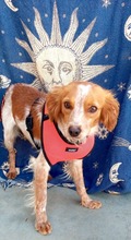 LOLE, Hund, Epagneul Breton in Spanien - Bild 10