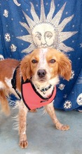 LOLE, Hund, Epagneul Breton in Spanien - Bild 11