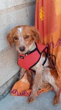 LOLE, Hund, Epagneul Breton in Spanien - Bild 3