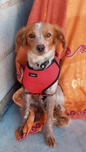 LOLE, Hund, Epagneul Breton in Spanien - Bild 4