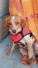 LOLE, Hund, Epagneul Breton in Spanien - Bild 5