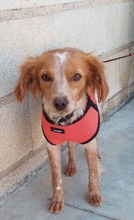 LOLE, Hund, Epagneul Breton in Spanien - Bild 6
