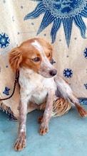LOLE, Hund, Epagneul Breton in Spanien - Bild 8