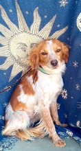 LOLE, Hund, Epagneul Breton in Spanien - Bild 9