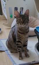 ROXY, Katze, Europäisch Kurzhaar in Alsbach-Hähnlein