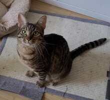 ROXY, Katze, Europäisch Kurzhaar in Alsbach-Hähnlein - Bild 2