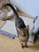 ROXY, Katze, Europäisch Kurzhaar in Alsbach-Hähnlein - Bild 4