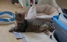 ROXY, Katze, Europäisch Kurzhaar in Alsbach-Hähnlein - Bild 5