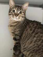ROXY, Katze, Europäisch Kurzhaar in Alsbach-Hähnlein - Bild 6