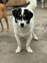 ROLLO, Hund, Mischlingshund in Rumänien - Bild 1