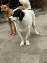 ROLLO, Hund, Mischlingshund in Rumänien - Bild 3