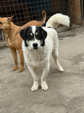 ROLLO, Hund, Mischlingshund in Rumänien - Bild 4
