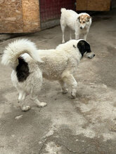 ROLLO, Hund, Mischlingshund in Rumänien - Bild 5