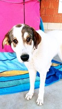 LORNA, Hund, Mastin Español-Mix in Spanien - Bild 1