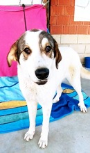LORNA, Hund, Mastin Español-Mix in Spanien - Bild 10