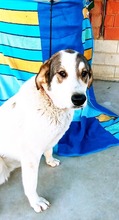 LORNA, Hund, Mastin Español-Mix in Spanien - Bild 3