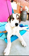 LORNA, Hund, Mastin Español-Mix in Spanien - Bild 4