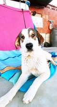 LORNA, Hund, Mastin Español-Mix in Spanien - Bild 5