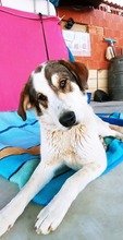 LORNA, Hund, Mastin Español-Mix in Spanien - Bild 6