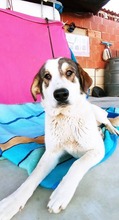 LORNA, Hund, Mastin Español-Mix in Spanien - Bild 7