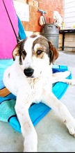 LORNA, Hund, Mastin Español-Mix in Spanien - Bild 8