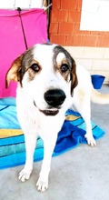 LORNA, Hund, Mastin Español-Mix in Spanien - Bild 9