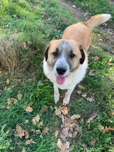KALLE, Hund, Herdenschutzhund in Rumänien - Bild 1