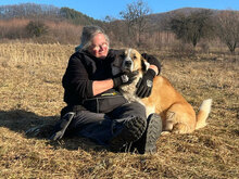 KALLE, Hund, Herdenschutzhund in Rumänien - Bild 2