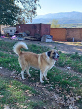 KALLE, Hund, Herdenschutzhund in Rumänien - Bild 3