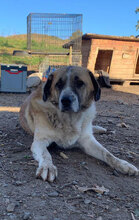 KALLE, Hund, Herdenschutzhund in Rumänien - Bild 4