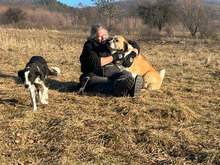 KALLE, Hund, Herdenschutzhund in Rumänien - Bild 8
