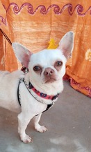 NUKI, Hund, Chihuahua in Spanien - Bild 1