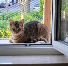 RINA, Katze, Europäisch Kurzhaar in Alsbach-Hähnlein