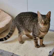 RINA, Katze, Europäisch Kurzhaar in Alsbach-Hähnlein - Bild 2