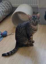 RINA, Katze, Europäisch Kurzhaar in Alsbach-Hähnlein - Bild 3