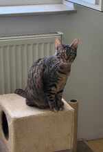 RINA, Katze, Europäisch Kurzhaar in Alsbach-Hähnlein - Bild 4