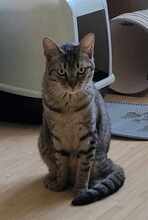 RINA, Katze, Europäisch Kurzhaar in Alsbach-Hähnlein - Bild 5