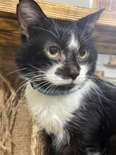 PATRICK, Katze, Europäisch Kurzhaar in Ukraine - Bild 1